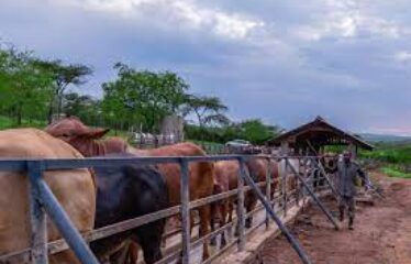 10 Acres of Virgin Land for Sale – Osarai (Near Ulu Town)