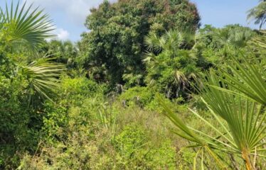 Half Acre for Sale in Mwabungo, Diani