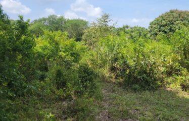 Half Acre for Sale in Mwabungo, Diani