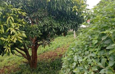 FOR SALE: Prime ½ Acre Residential Plot – Rosslyn Area