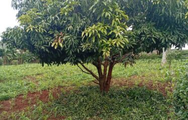 FOR SALE: Prime ½ Acre Residential Plot – Rosslyn Area