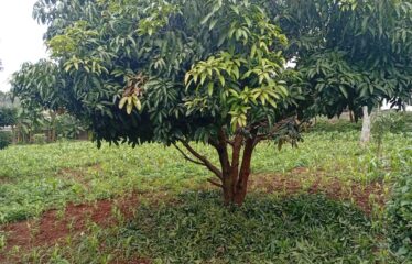 FOR SALE: Prime ½ Acre Residential Plot – Rosslyn Area