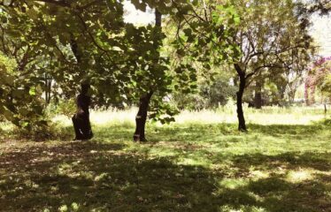 Prime 5-Acre Land for Sale – Kilimani, Off Kabarnet Gardens