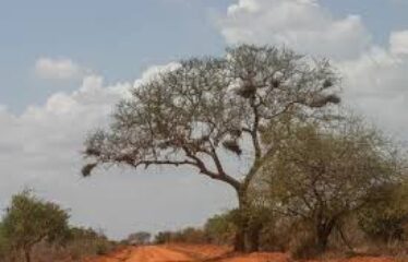 10 Acres of Virgin Land for Sale – Osarai (Near Ulu Town)