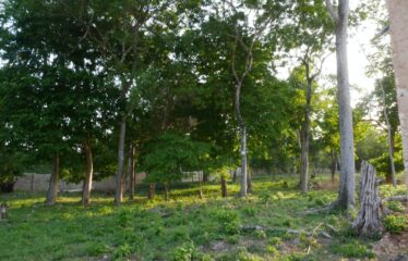 Half Acre Second Row Beach Plot For Sale – Diani/Galu Area