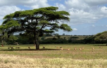 PRIME 540-ACRE RIVER RANCH FARM FOR SALE – BISIL, KAJIADO COUNTY