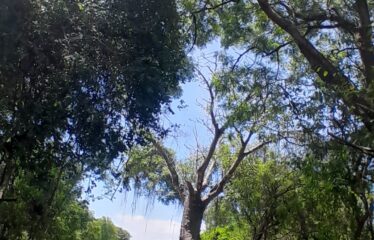 DIANI – BAHARI BORA ESTATE PRIME BEACHFRONT PLOTS FOR SALE