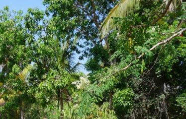 18 ACRE FARM , SHIMBA HILLS FOR SALE