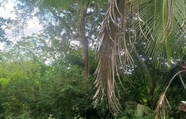 18 ACRE FARM , SHIMBA HILLS FOR SALE