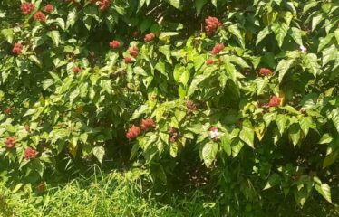 18 ACRE FARM , SHIMBA HILLS FOR SALE