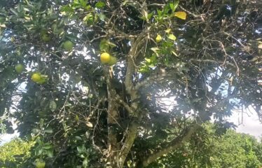 18 ACRE FARM , SHIMBA HILLS FOR SALE