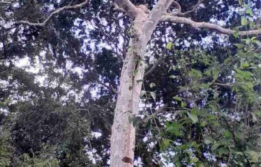 LUXURY LIVING IN SHIMBA HILLS -HIDDEN GEM, GOLINI RIDGE