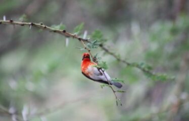 628 ACRES OF PRIME RANCH LAND FOR SALE IN LAIKIPIA WEST