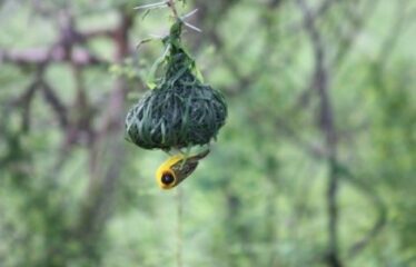 628 ACRES OF PRIME RANCH LAND FOR SALE IN LAIKIPIA WEST