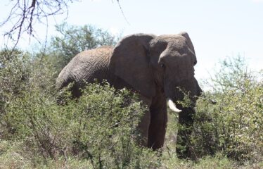 628 ACRES OF PRIME RANCH LAND FOR SALE IN LAIKIPIA WEST