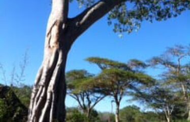 628 ACRES OF PRIME RANCH LAND FOR SALE IN LAIKIPIA WEST