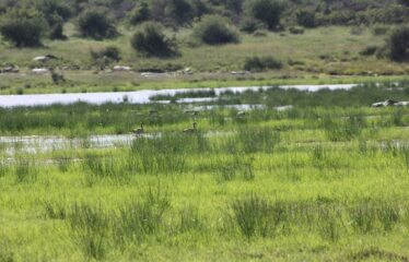628 ACRES OF PRIME RANCH LAND FOR SALE IN LAIKIPIA WEST