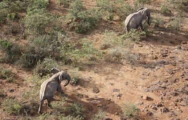 628 ACRES OF PRIME RANCH LAND FOR SALE IN LAIKIPIA WEST