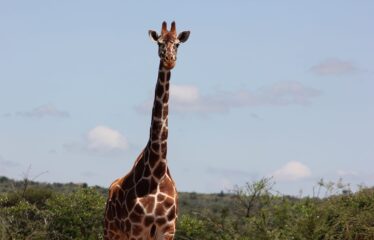 628 ACRES OF PRIME RANCH LAND FOR SALE IN LAIKIPIA WEST