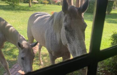 15 ACRE ELEMENTAITA LAKEFRONT PROPERTY FOR SALE