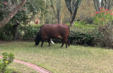 15 ACRE ELEMENTAITA LAKEFRONT PROPERTY FOR SALE