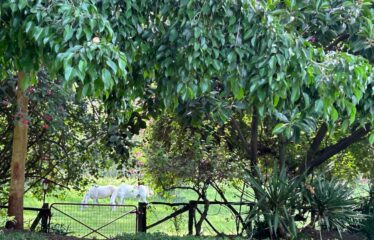 15 ACRE ELEMENTAITA LAKEFRONT PROPERTY FOR SALE