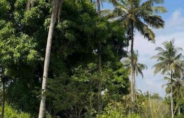 10 ACRES PRIME LAND MABOKONI, SHIMBA HILLS